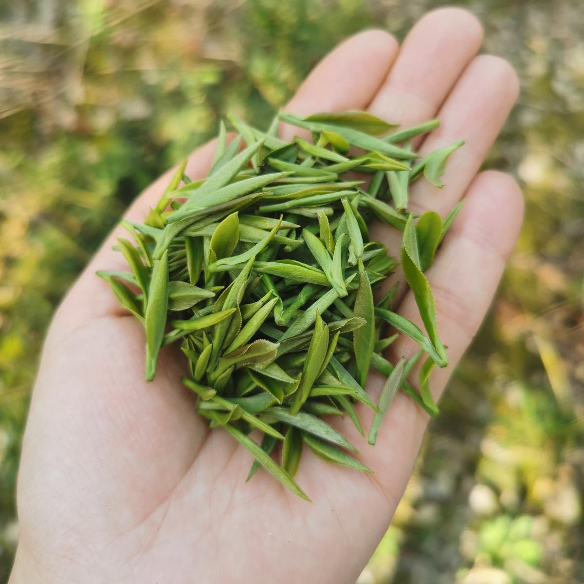 Premium Green Tea Leaves 60grams